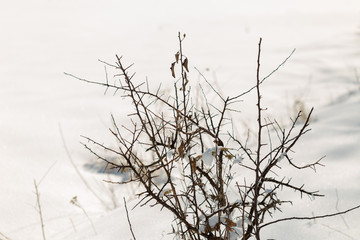 Fototapeta na wymiar Tree, winter scene. Branch under the winter frost, natural background photos.