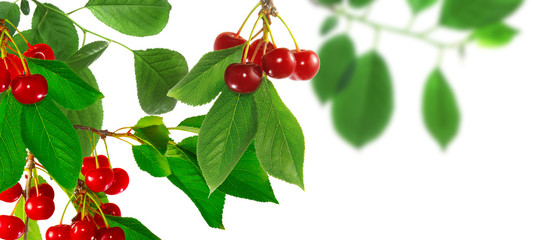 Fototapeta premium image of a branch with a cherry