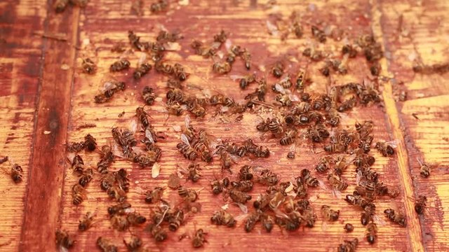 many dead bees