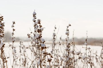 dry plants in snow, meadow at winter