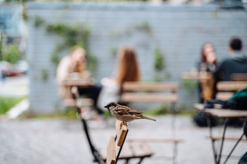 Bird in city. Sparrow sitting on table in outdoor cafe
