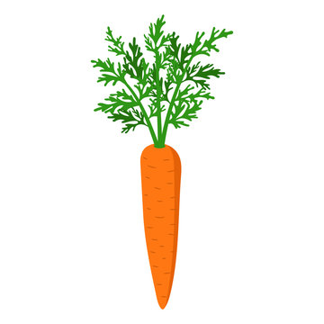 Carrot with leaf. Vector illustration. Isolated.