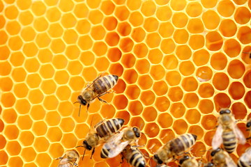 Honigwaben und Bienen