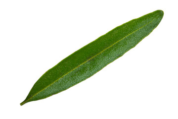 Fototapeta na wymiar single leaf of sea buckthorn isolated on white background