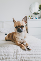 Chihuahua is a beautiful little dog lying on the bed. brown chihuahua on bright background