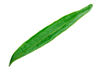 single leaf of sea buckthorn isolated on white background