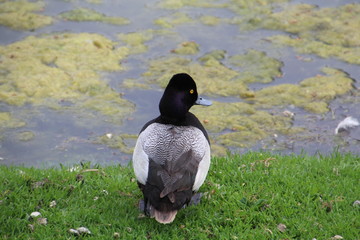 Male Scaups, William Hawrelak Park, Edmonton, Alberta