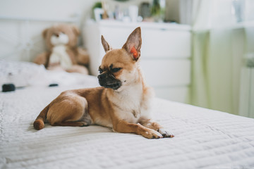 Chihuahua is a beautiful little dog lying on the bed. brown chihuahua on bright background