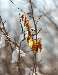 Macro winter outdoor scene frozen leaves covered by snow. Branch under winter frost, natural background photography. Winter nature under white snow. Winter brunch with dry leaf in frost, shallow focus