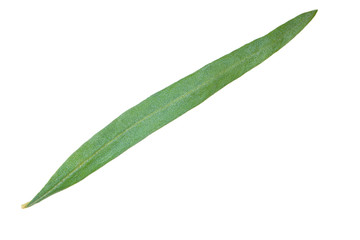 Fototapeta premium single leaf of sea buckthorn isolated on white background