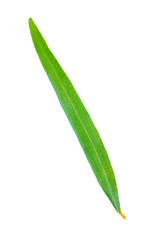 Obraz premium single leaf of sea buckthorn isolated on white background