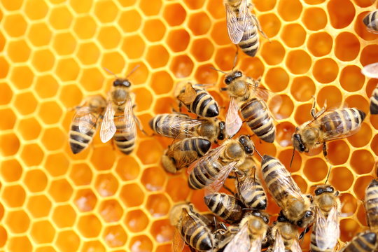 arbeitende Bienen beim Honigsammeln