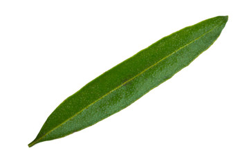 Fototapeta na wymiar single leaf of sea buckthorn isolated on white background