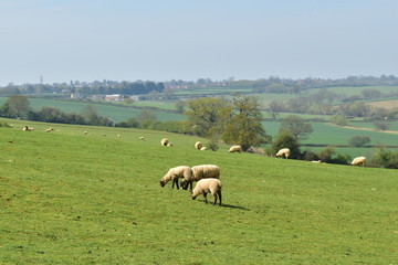 Sheep grazing Glaston Rutland UK England
