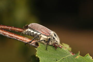 The cockchafer, colloquially called May bug or doodlebug, a European beetle from the Scarab family. Once abundant throughout Europe and a major pest in the periodical years of 