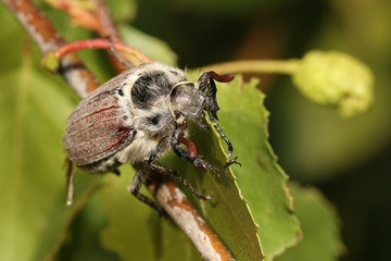 The cockchafer, colloquially called May bug or doodlebug, a European beetle from the Scarab family. Once abundant throughout Europe and a major pest in the periodical years of 