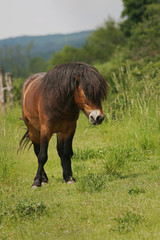Exmoor horse grazing on the pasture. A horse breed used for nature conservation management.