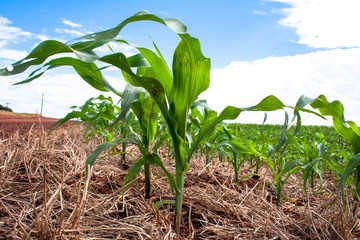 Green corn fiel in Parana state, Brazil