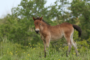 Naklejka na ściany i meble Foal of the exmoor horse grazing on the pasture. A horse breed used for nature conservation management.