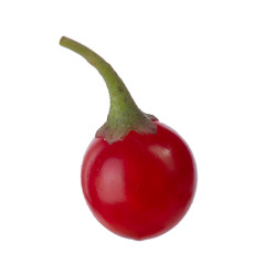 single red solanum isolated on white background