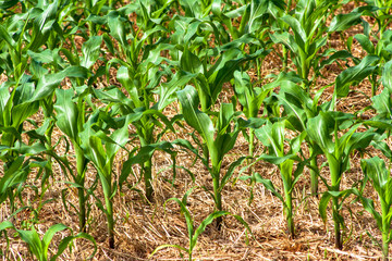 Green corn fiel in Parana state, Brazil
