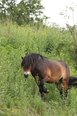 Fototapeta premium Exmoor horse grazing on the pasture. A horse breed used for nature conservation management.
