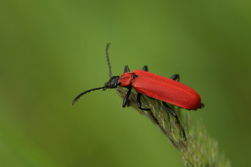 Black-headed cardinal beetle, a common species occurring in Europe with a shining red color in its natural environment.
