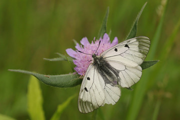 The clouded Apollo, a species of the family of swallowtail butterflies, inhabitting meadows and woodland clearings with plenty of flowering plants, both in the lowlands and in the mountains.