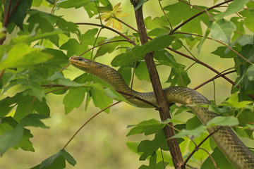 The Aesculapian snake, a species of nonvenomous snake native to Europe. It has been of cultural and historical significance for its role in ancient Greek, Roman and Illyrian mythology. © Jiri Prochazka