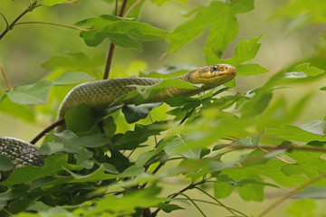 The Aesculapian snake, a species of nonvenomous snake native to Europe. It has been of cultural and historical significance for its role in ancient Greek, Roman and Illyrian mythology. © Jiri Prochazka