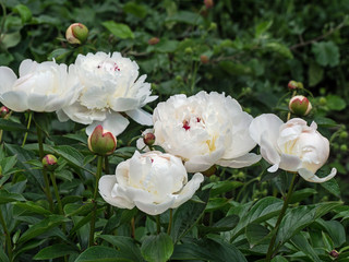 fresh white peonies