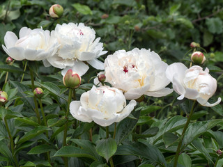 fresh white peonies