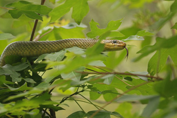 The Aesculapian snake, a species of nonvenomous snake native to Europe. It has been of cultural and historical significance for its role in ancient Greek, Roman and Illyrian mythology. © Jiri Prochazka
