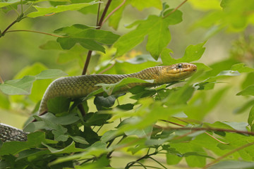 The Aesculapian snake, a species of nonvenomous snake native to Europe. It has been of cultural and historical significance for its role in ancient Greek, Roman and Illyrian mythology. © Jiri Prochazka