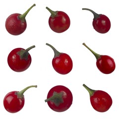 set of red solanum isolated on white background