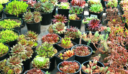 Multicolored succulents in pots. Cacti, aloe, succulent