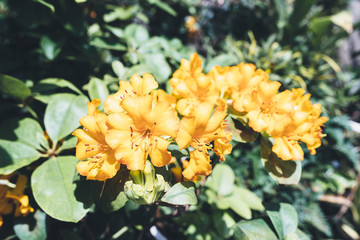 Summer blossom background. Nature scene with blooming flowers, spring flowers, beautiful orchard.