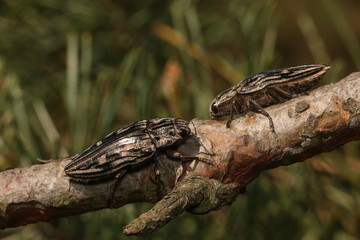 Flatheaded pine borer, a common European Jewel beetle, dwelling in pine trees. A large and metallic beetle occurring in European lowland forests.