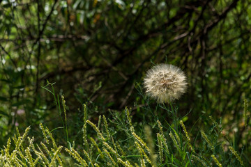 Beautiful summer pictures of plants.