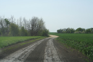 Fototapeta na wymiar field road in summer