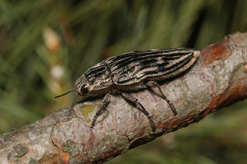 Flatheaded pine borer, a common European Jewel beetle, dwelling in pine trees. A large and metallic beetle occurring in European lowland forests.