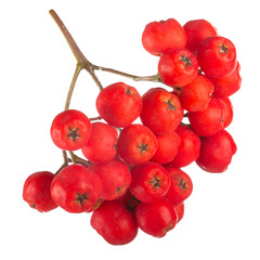 branch of red ashberry isolated on white