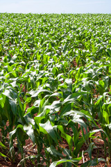 Green corn fiel in Parana state, Brazil
