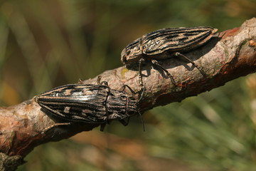 Flatheaded pine borer, a common European Jewel beetle, dwelling in pine trees. A large and metallic beetle occurring in European lowland forests.