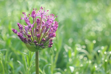 wild onion flowers on green background