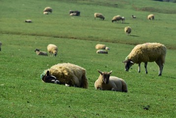 Fototapeta premium Sheep grazing Glaston Rutland UK England