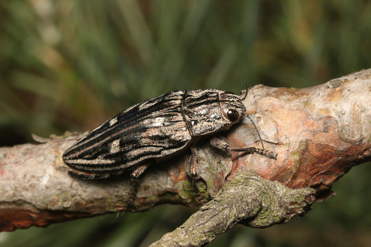 Flatheaded pine borer, a common European Jewel beetle, dwelling in pine trees. A large and metallic beetle occurring in European lowland forests.