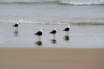 seagulls on the beach