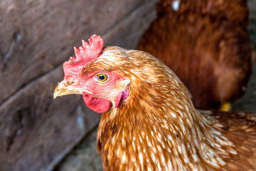 Chicken on poultry farm in Brazil.