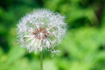 Obraz premium White fluffy dandelion flower, shallow depth of field.